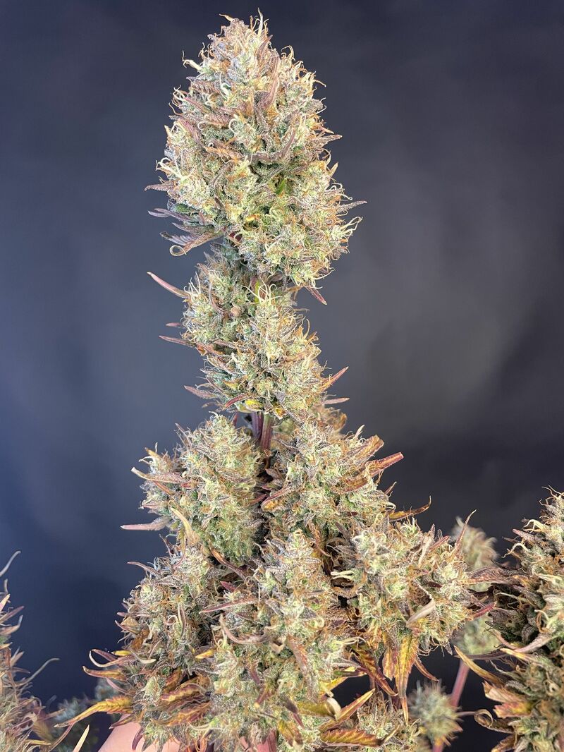 Papaya Cookies Auto, Фасовка: 3, изображение 17